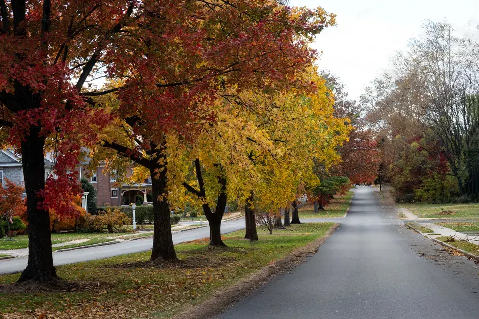 mold removal Jefferson